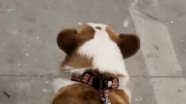 文明遛狗，从我做起！