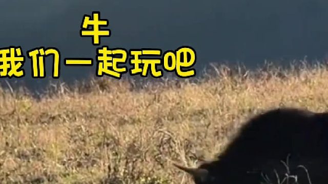 小狗：没想到我还能后空翻