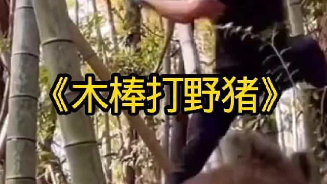 木棒打偷吃粮食的野猪