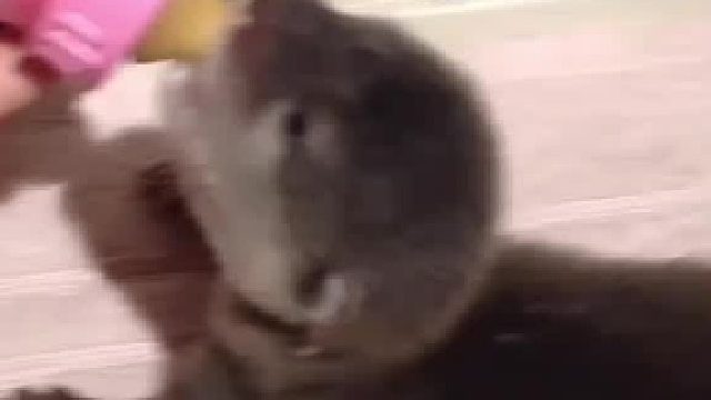 谁能拒绝一只撒娇的小水獭哼哼唧唧~可爱小水獭合集