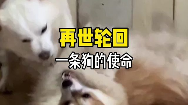 原来世界上真的有轮回！