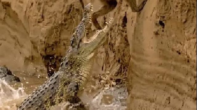 狒狒母亲用生命完成的渡河，过程简直惊心动魄