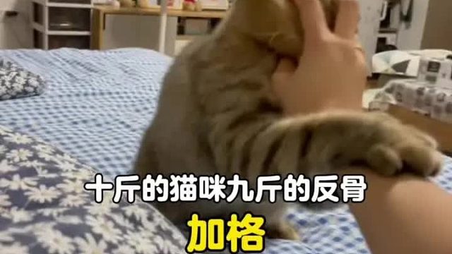 一个被揍得啪啪作响却没人替它发声的小猫，十斤的猫咪有九斤的反骨