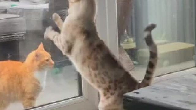 我家猫真的会后空翻！！！盘点那些会后空翻的猫咪