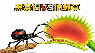 黑寡婦蜘蛛VS捕蠅草