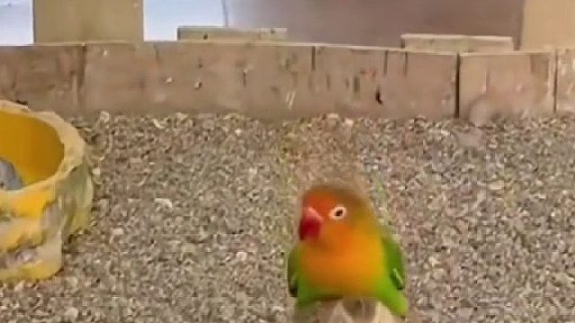 小鹦鹉！你连猫咪的嘴巴都要检查一下嘛搞笑可爱鹦鹉合集