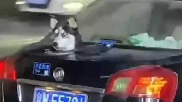 狗主人怕二哈拆座椅，在后备箱开天窗结果被交警教育了！