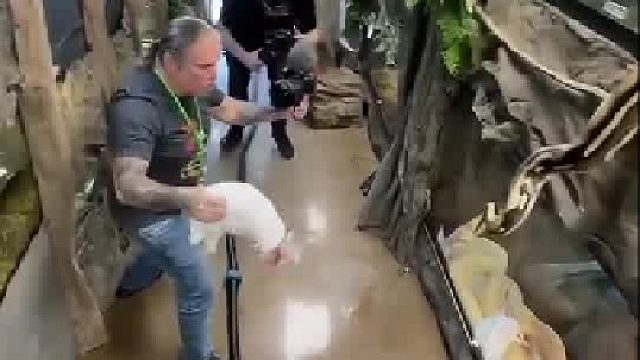 估计又要有圣母来可怜小兔子了吧