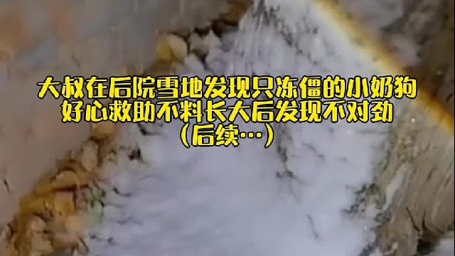 国外大叔在后院雪地发现只冻僵的小奶狗，好心救助不料长大后发现不对劲