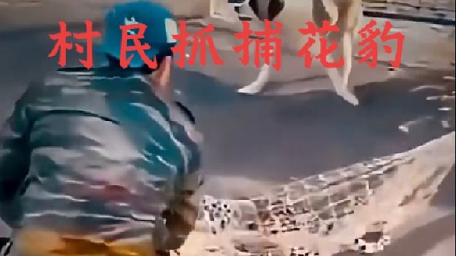 愤怒的村民拉开渔网抓捕可恨的花豹