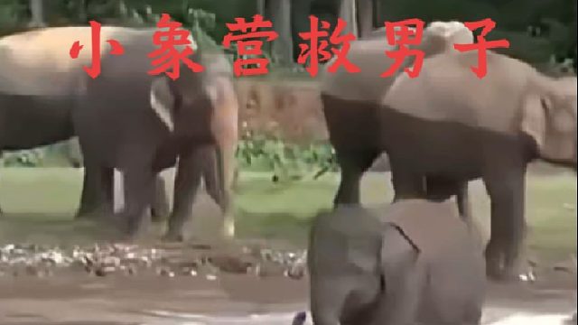 有灵性的小象营救落水男子