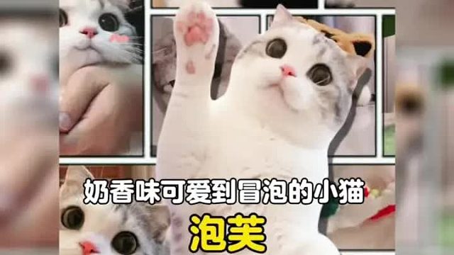 谁能拒绝一只香香软软，可爱到冒泡的小猫咪呢