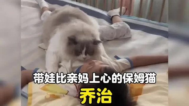 一只带娃比亲妈上心的猫咪，把所有爱和耐心都给了弟弟
