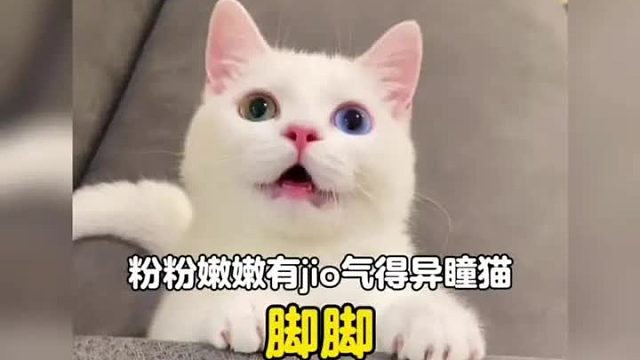 一只自带美瞳粉粉嫩嫩的猫咪，这jiojio 隔着屏幕都闻到了味道
