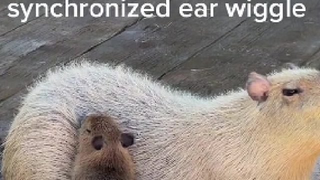 快来看呆萌的卡皮巴拉动耳朵太治愈啦！#全网热点共创计划#