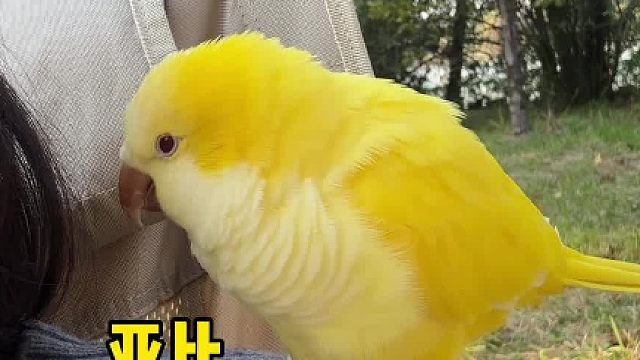 小鸟的情绪全挂脸上