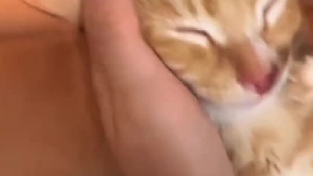 用零食让猫猫突然开机反应太搞笑啦！！