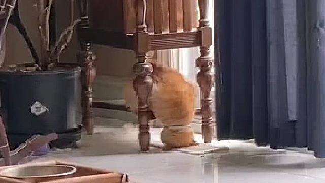 谁家猫是这样睡觉的啊猫咪奇葩睡觉地点合集#全网热点共创计划#