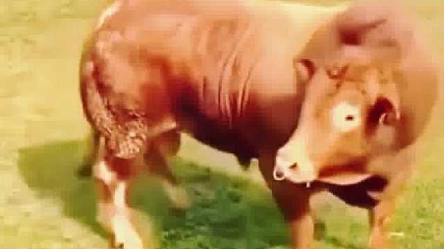 公牛遇到母牛时的反应