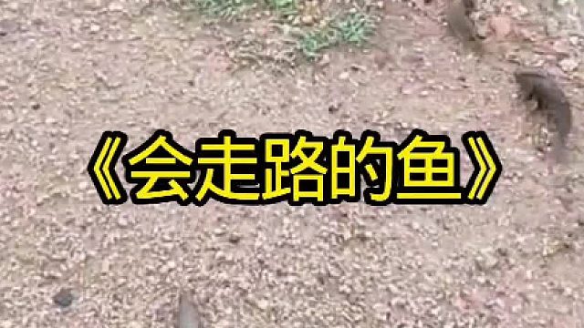 会上岸走路的鱼