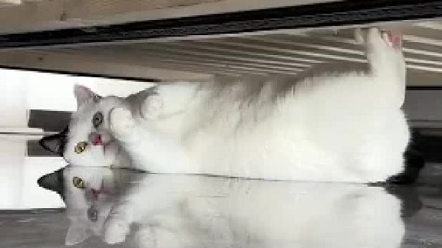 猫咪躲在床下玩，结果地板反光看到两只猫