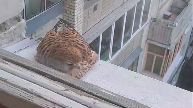 网友随手投喂了只在阳台歇脚的不速之客，不料它竟从此落户还当起甩手掌柜