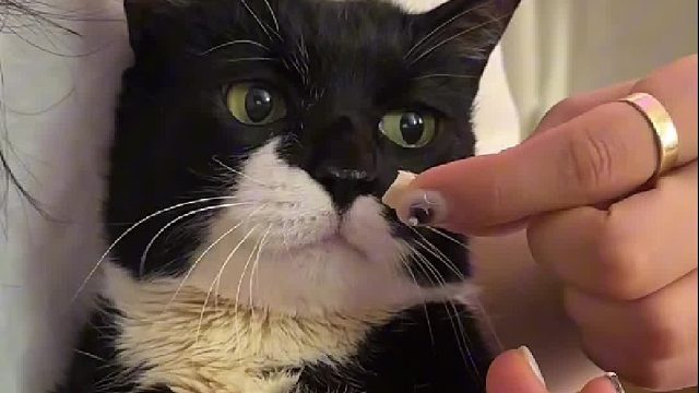 因意外车祸导致小猫咪全身瘫痪，小姐姐不离不弃照料下不料奇迹降临