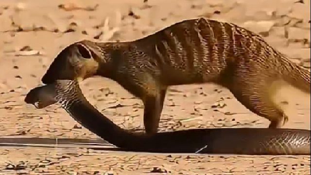 蛇獴的实力究竟有多么恐怖