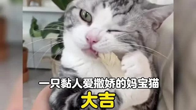 谁能拒绝一只黏人爱撒娇的妈宝猫呢