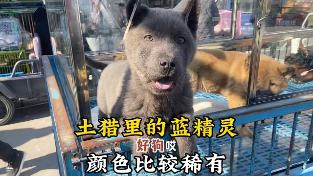 继续逛开封大型狗市，遇稀有色土猎犬蓝精灵，这家伙看着真可爱！