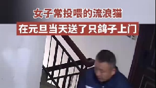 真实版“猫猫报恩记”