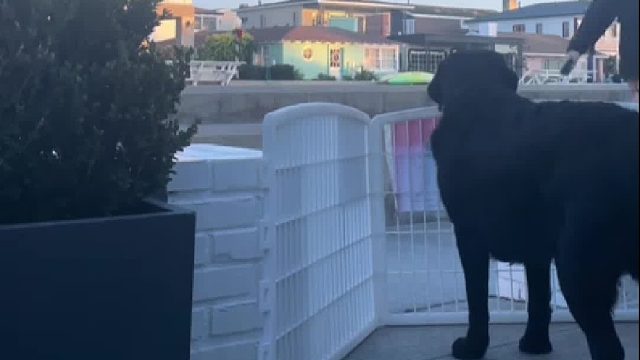 国外小哥家的小狗想要路人摸它，却因长得凶猛没人敢靠近，于是小哥暖心的给它立了个牌子