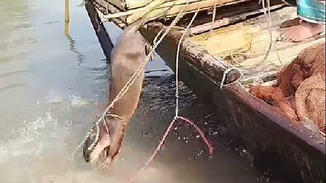 渔民利用水獭拉网抓捕鱼儿