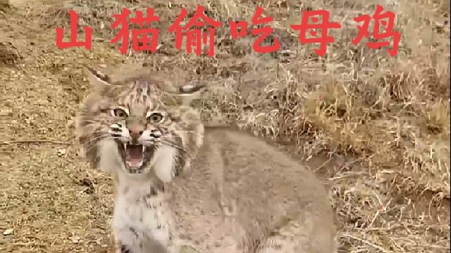 山猫半夜三更潜入鸡舍偷吃老母鸡
