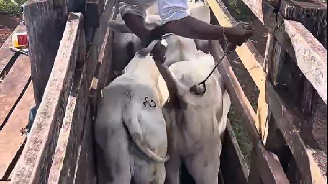 丧彪用一百八十度烙铁压榨奶牛