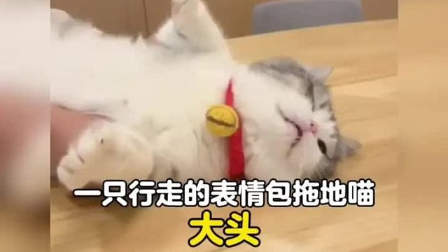 一只行走的表情包拖地喵，小猫咪能有啥坏心眼