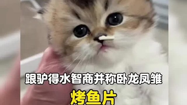 跟驴得水智商并称卧龙凤雏的小猫，拉臭臭都能睡着