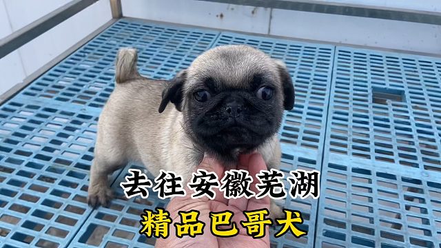 去往安徽芜湖的小巴哥犬，活泼好动的小家伙，肥嘟嘟的讨人喜欢！