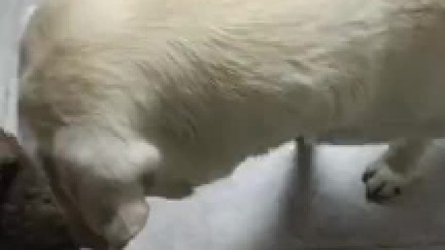 狗：就许你养宠物，不许我养
