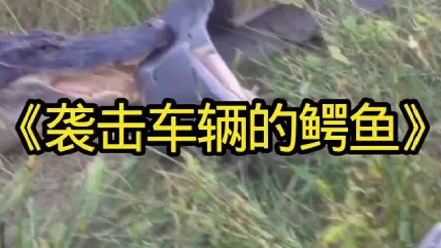 抓捕袭击车辆的鳄鱼