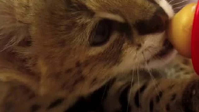 吃奶的宝宝~猫猫喝奶吧唧嘴纯享版#全网热点共创计划#