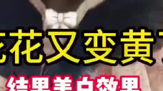 花花美白体验卡到期了，重回焦糖公主！世界纷纷扰扰,唯有花花可抵岁月漫长~