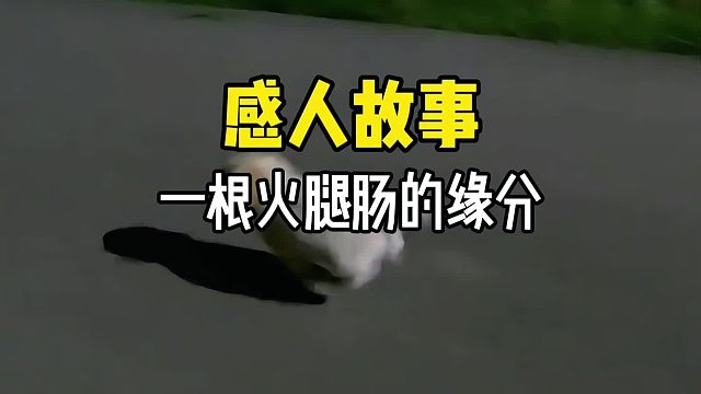只因给了它一根火腿肠，这只小家伙居然就跟着小姐姐跑了好几公里……