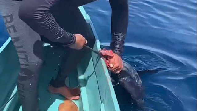 大叔乘风破浪独自漂泊到蓝海区域抓捕大鱼