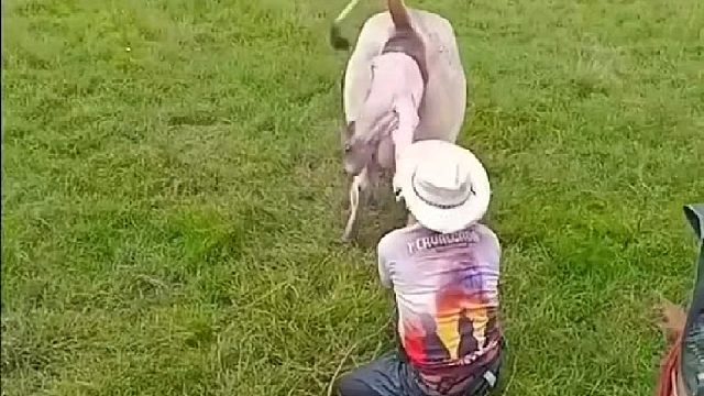 牛主人帮助牛妈妈生产，结果还是悲剧了