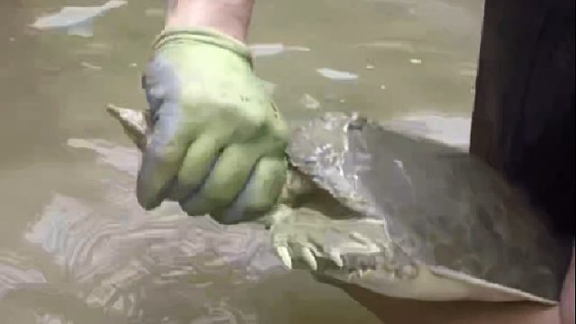 男子在河里抓到千年老王八