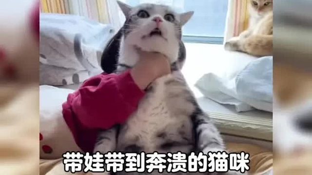 一只带娃带到奔溃的猫咪，有娃不建议养猫对猫不好