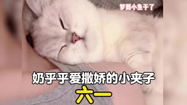 谁能拒绝一只奶乎乎哼唧唧，爱撒娇的小猫咪呢