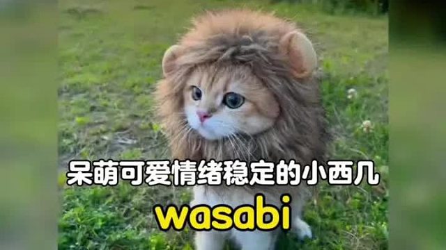 一只呆萌可爱的小西几，它好像知道自己很可爱