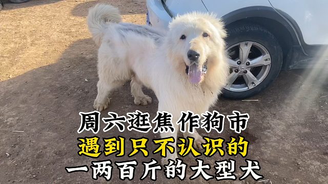 周六逛焦作狗市，遇到只上百斤的狗，问好几个人都不认识